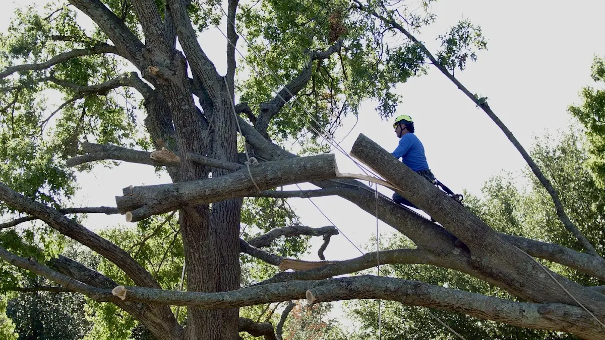 Professional Hazardous Tree Removal performed by certified arborists in Orlando